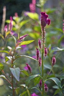 Wild Celosia Royalty Free Stock Images