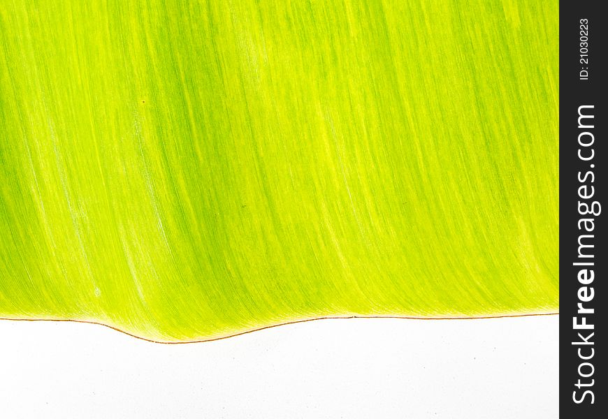 A green banana leaf