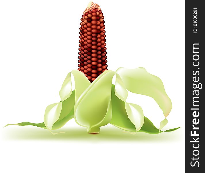 Indian corn on the cob