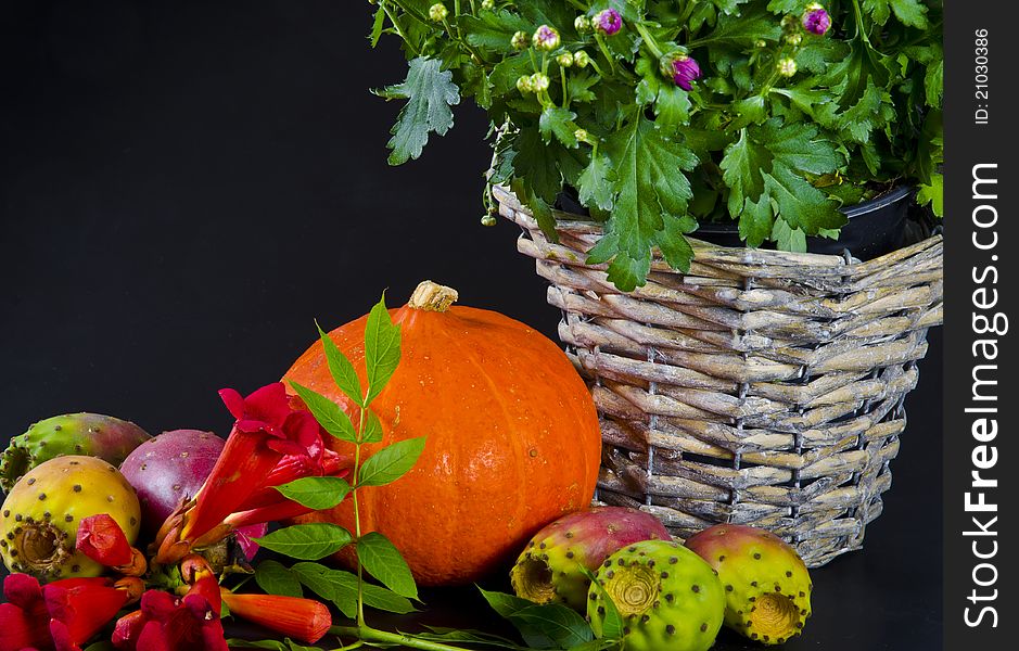 Cucurbita and American Trumpet Vine