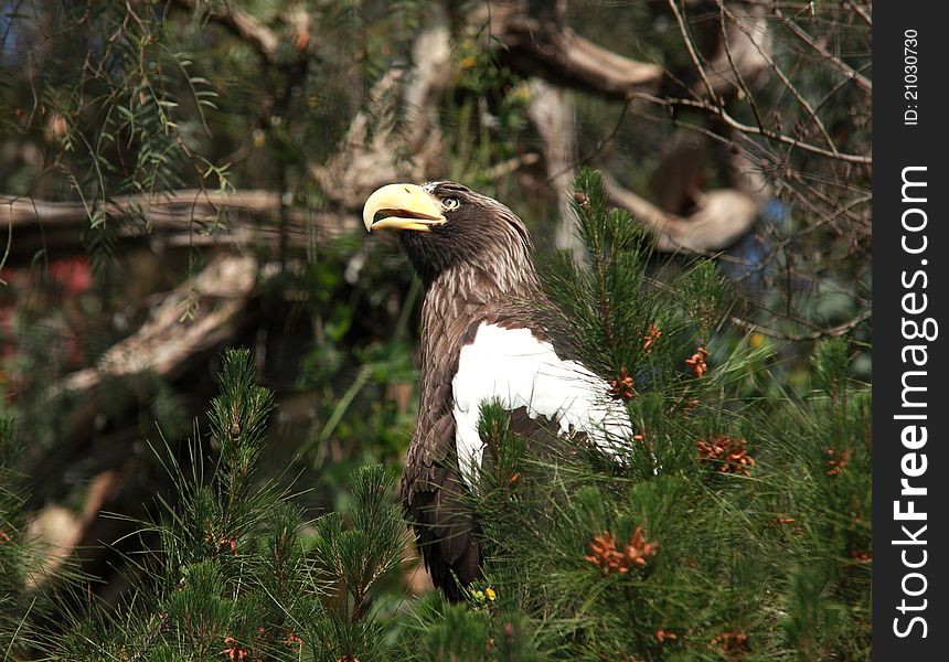 Eagle bird in the wilderness