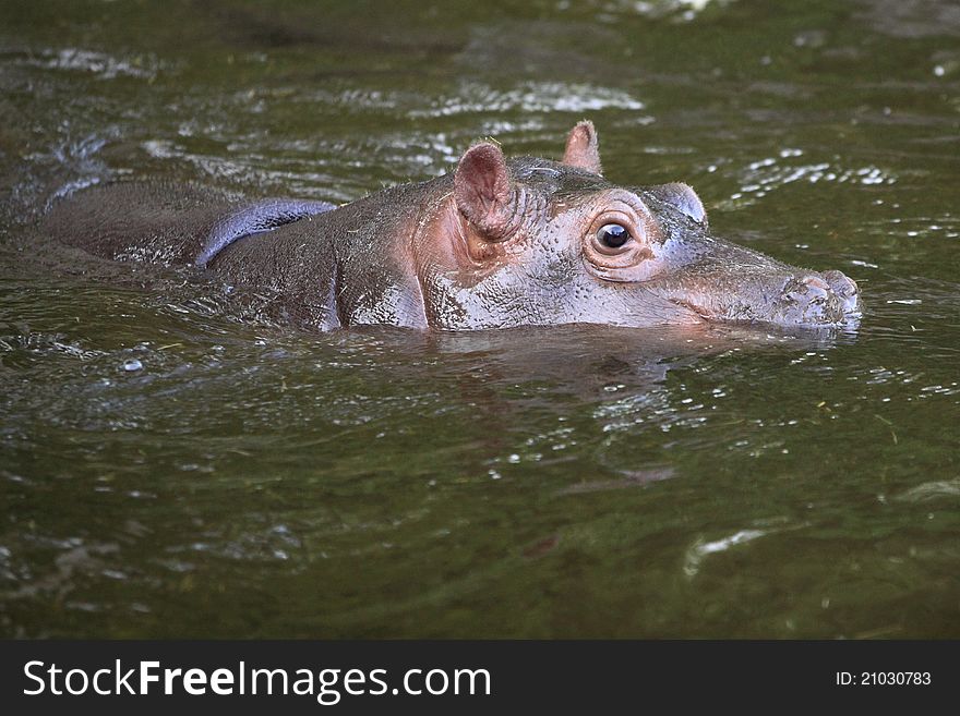 The juvenile of hippotamus (Hippopotamus amphibius) in water. The juvenile of hippotamus (Hippopotamus amphibius) in water.