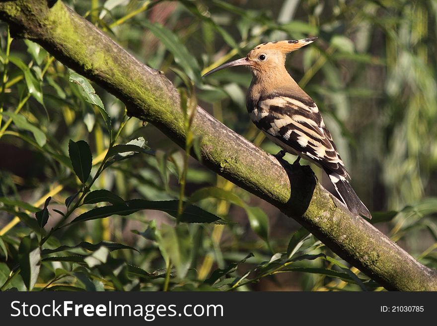 The hoopoe sitting on the tweet.