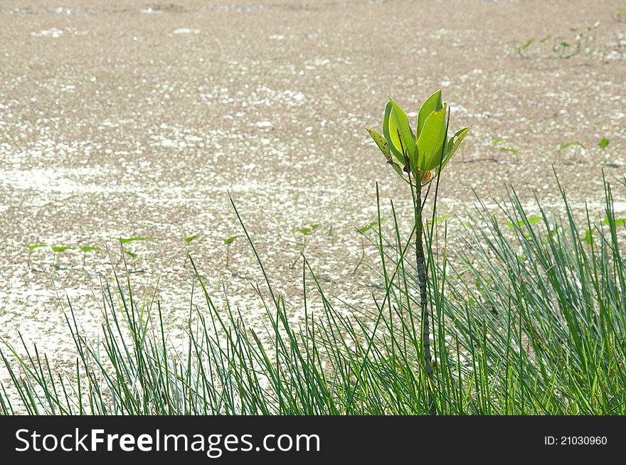 A picture of beautiful plants and garden