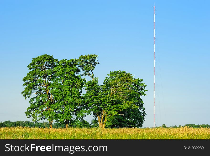 Antenna near the group of the trees on the field. Antenna near the group of the trees on the field