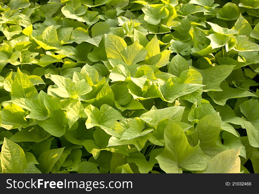 Green Leaves Plant