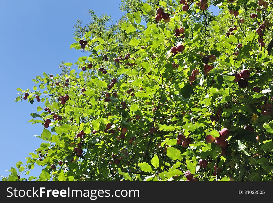Apple tree in summer great blue sky. Apple tree in summer great blue sky.