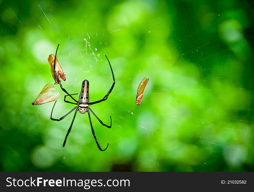 A giant wood spider (Nephila maculata) found in Indochina and the remains of its' prey in the web.