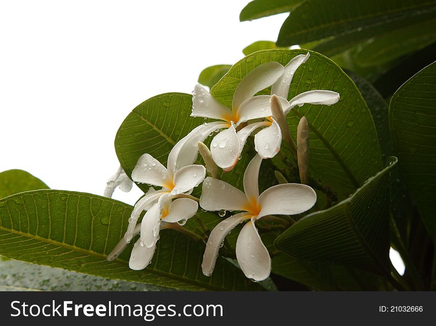 White flower with green leaves of plant. White flower with green leaves of plant