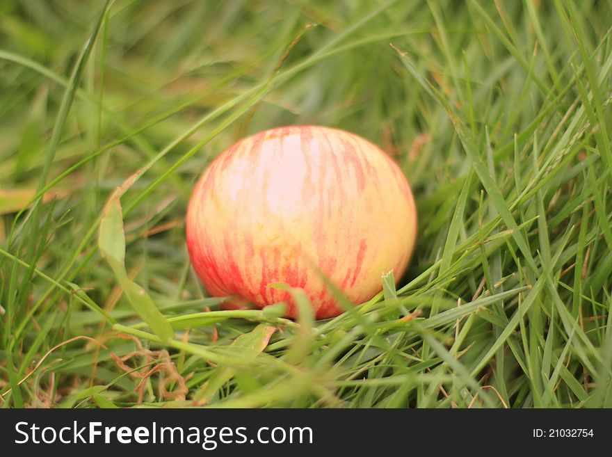 Apple lying on the grass