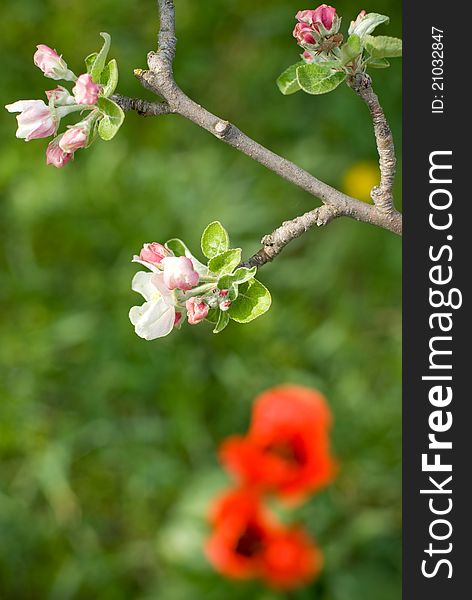Spring branch with flowers against a background of grass