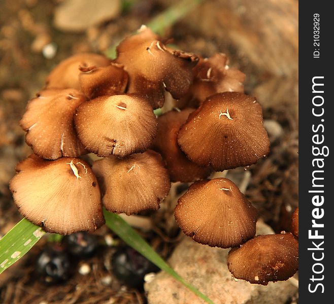 Non edible Brown Fungus in damp soil. Non edible Brown Fungus in damp soil