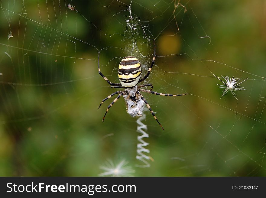 Spider in her spiderweb. Argiope bruennichi.