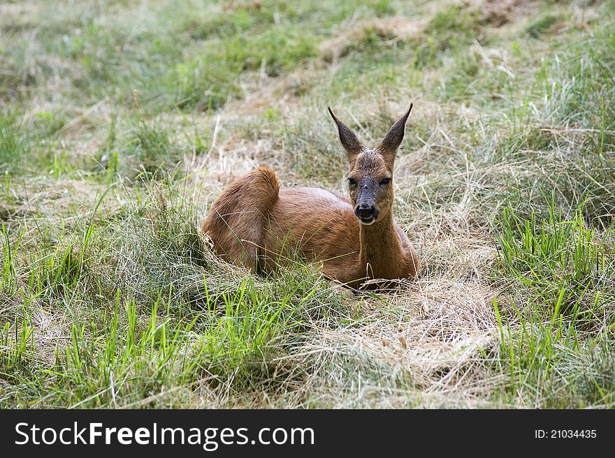 A crouching deer while resting