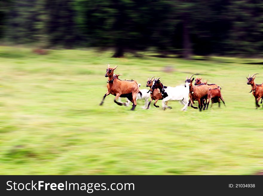 A flock of goats running on the meadow