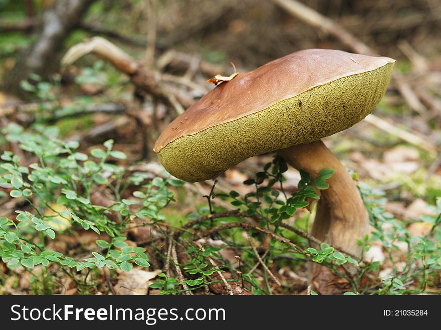 Very beatiful cep in natural enviroment