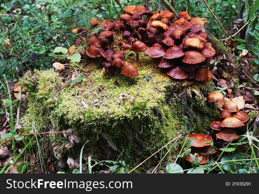 Mushrooms on a treestump