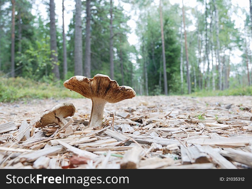 Agaric Mushrooms In Natural Enviroment