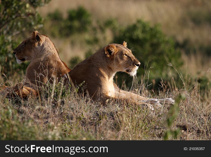 Lion at Masai Mara National Reserve, Kenya, July 2011.