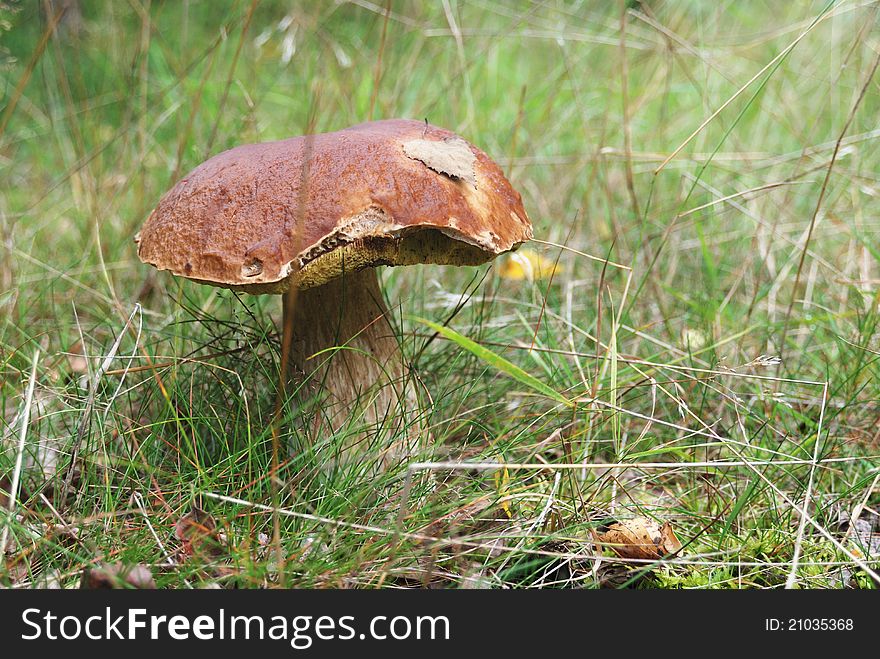 Very beatiful cep in natural enviroment