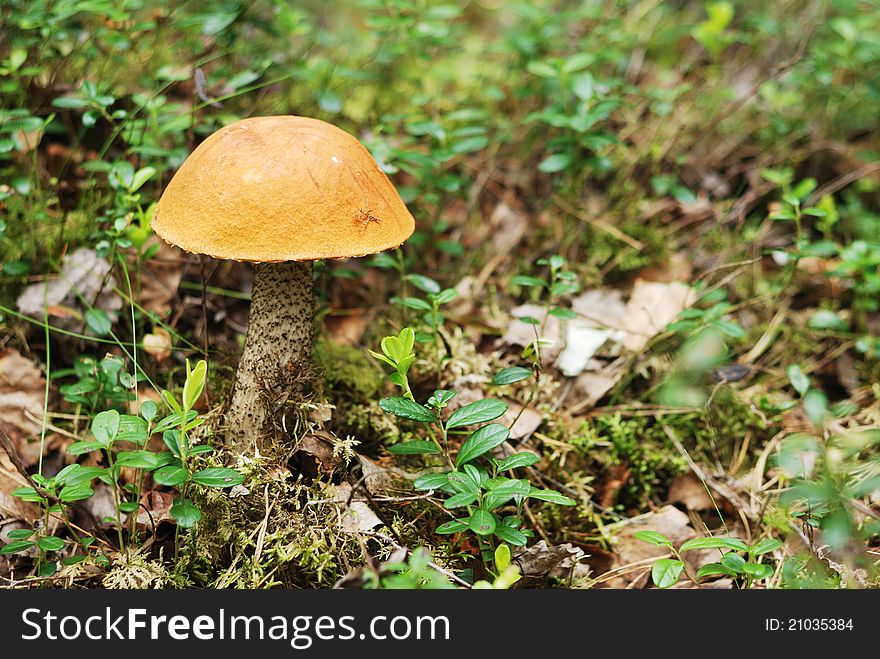 Very Beatiful Boletus Mushroom