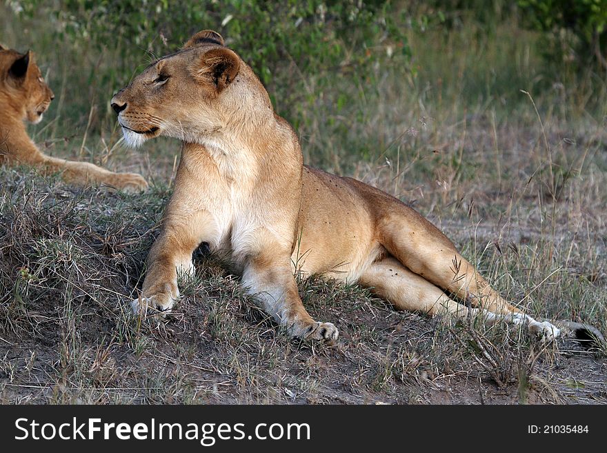 Lion at Masai Mara National Reserve, Kenya, July 2011.