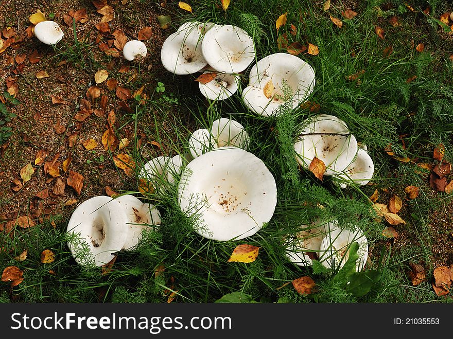 Agaric mushrooms in natural enviroment