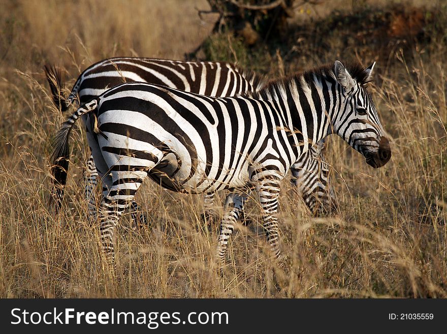 Zebras at Masai Mara National Reserve, Kenya, July 2011.