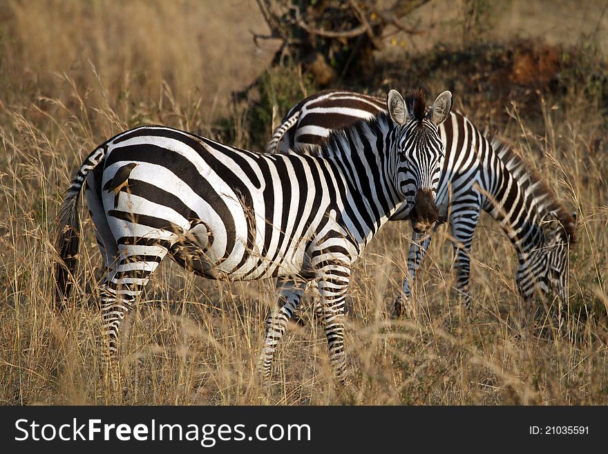 Zebras at Masai Mara National Reserve, Kenya, July 2011.