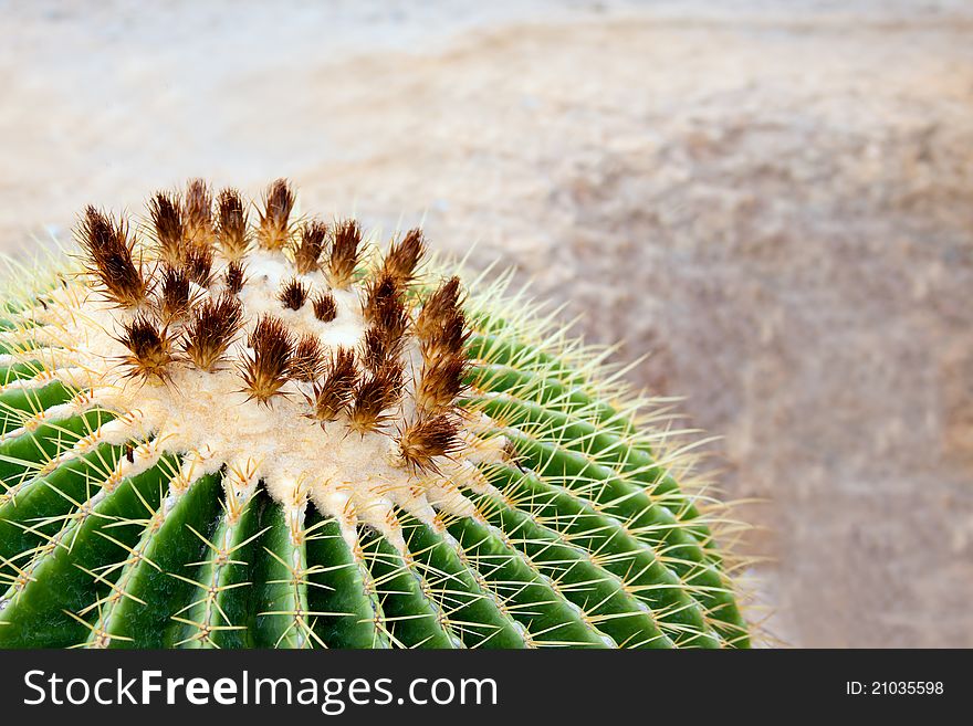 Blooming of a round tropical cactus