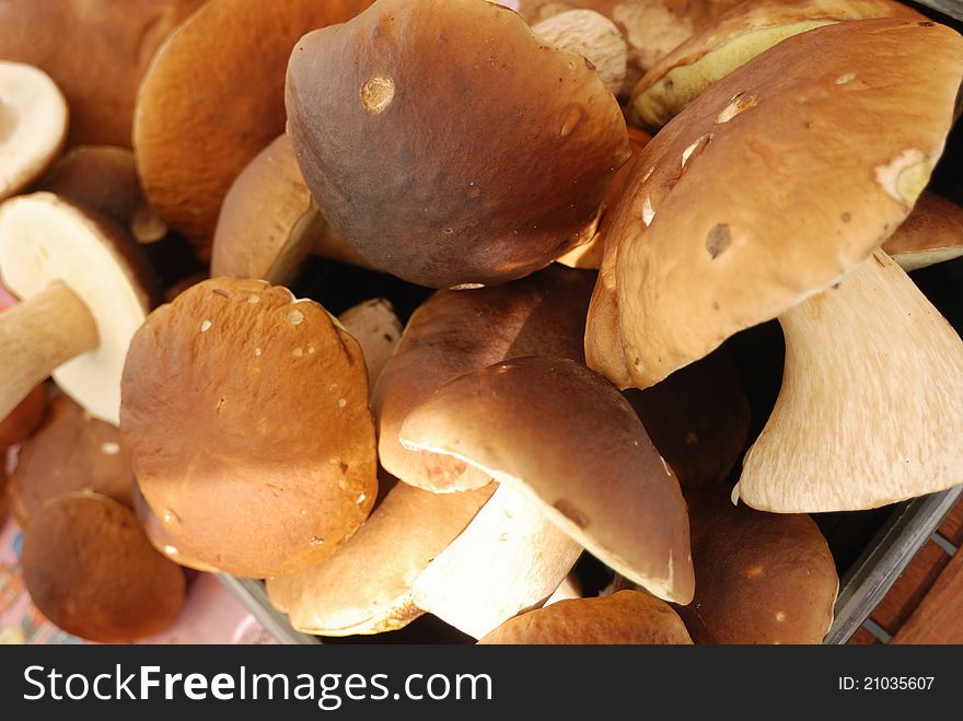 Group Of Edible Mushrooms Close Up