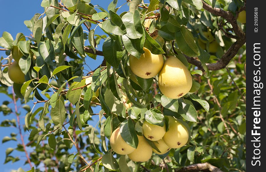 Pears on tree