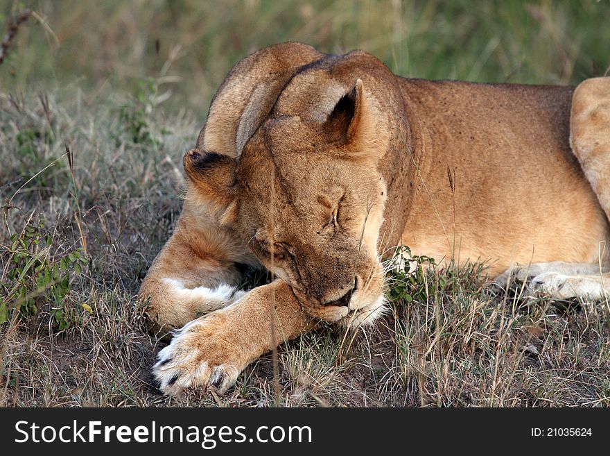 Sleeping lion at Masai Mara National Reserve, Kenya, July 2011.