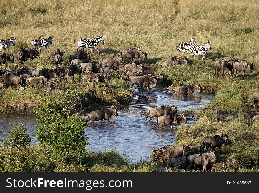 Wildebeests in migration at Masai Mara National Reserve, Kenya, July 2011. Wildebeests in migration at Masai Mara National Reserve, Kenya, July 2011.