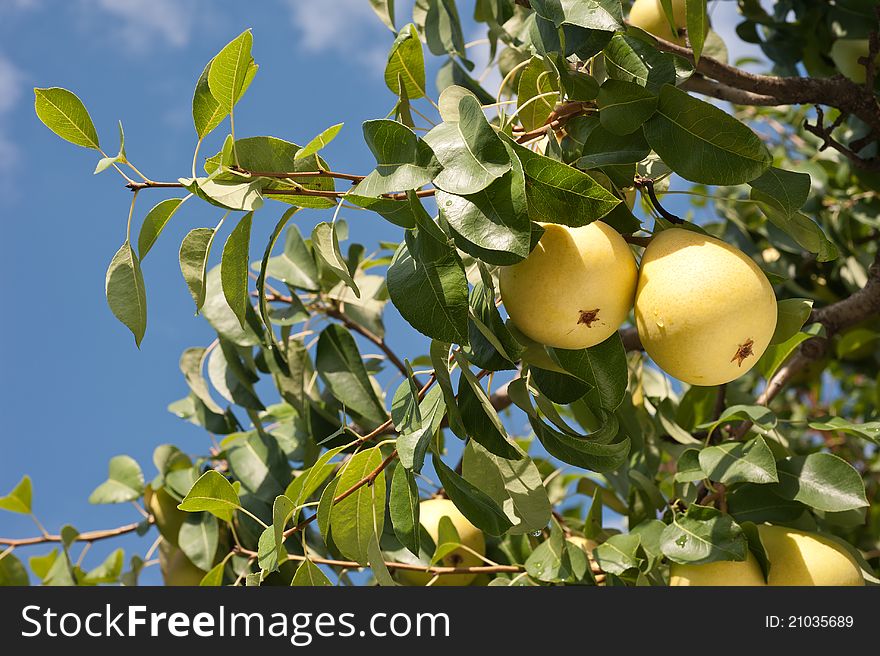 A bunch of fresh tasty pears hanging on a tree. A bunch of fresh tasty pears hanging on a tree