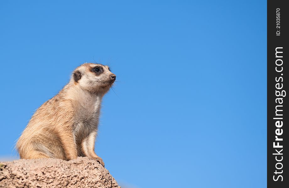 Meerkat with copy space.