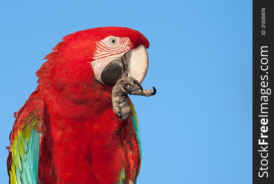 Macaw with copy space.