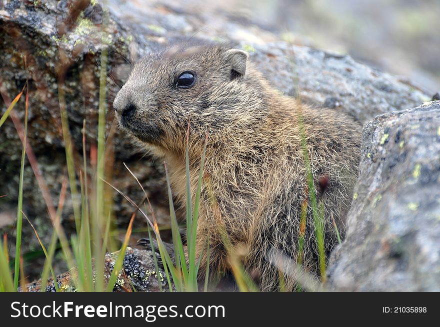 Photo of young marmot hidden in rocks and grass