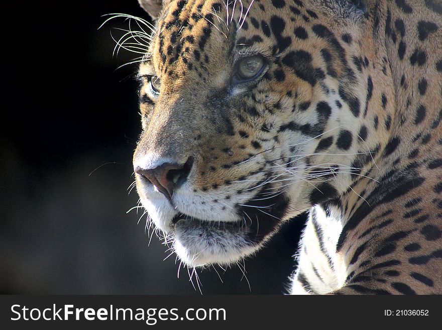 Jaguar. Hidden Anger.