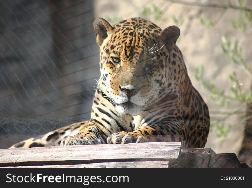 Jaguar. Hidden Anger.