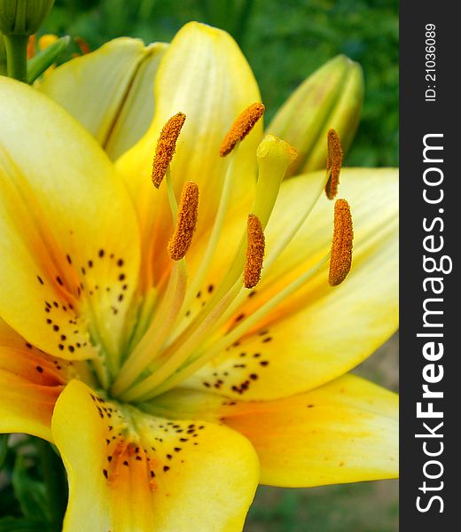 Beautiful lily growing in the garden. Picture a large kerchief. Beautiful lily growing in the garden. Picture a large kerchief