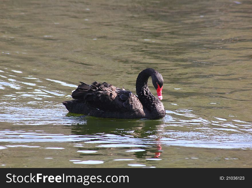 Black swan floating on a pond. Moscow Zoo. Black swan floating on a pond. Moscow Zoo.
