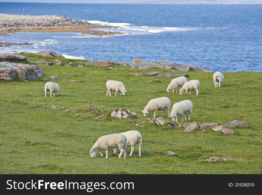 Sheep on Irish Coastline