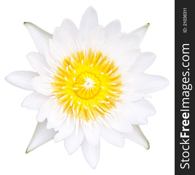 A white lotus on white background