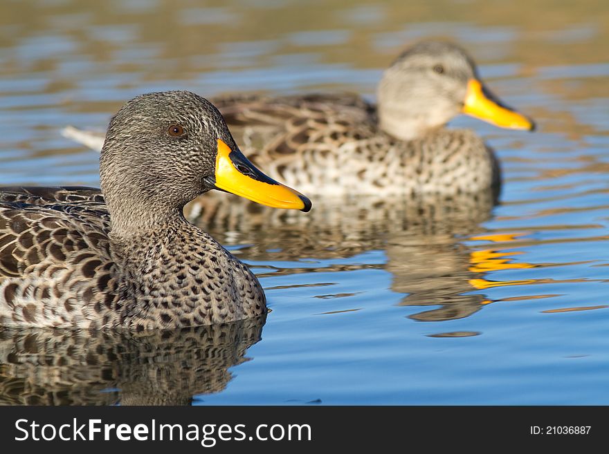 Two yellow-billed ducks