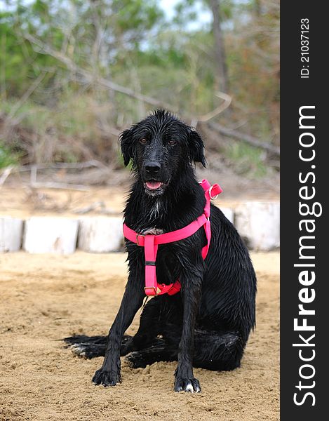 Black dog with wet fur