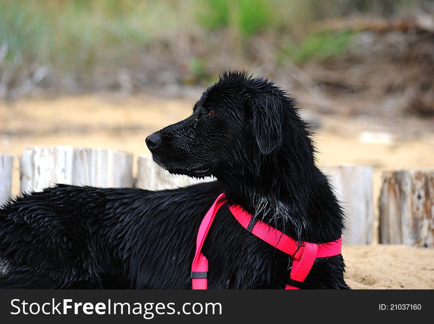 Black dog with wet fur