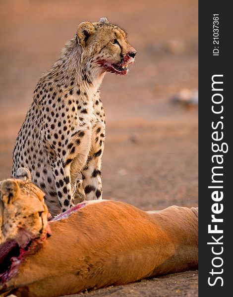 A vertical photo of a cheetah sitting next to a half eaten impala carcass in botswana. A vertical photo of a cheetah sitting next to a half eaten impala carcass in botswana