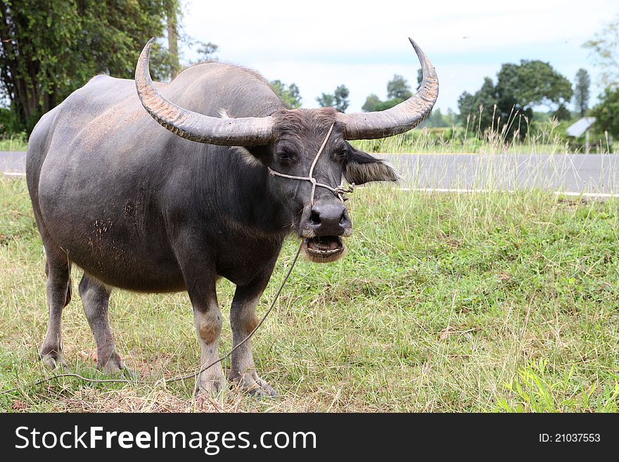 A buffalo is standing in a field near local road