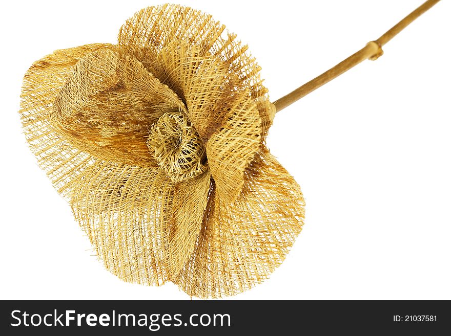 Straw flower isolated